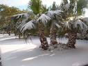 palm in snow